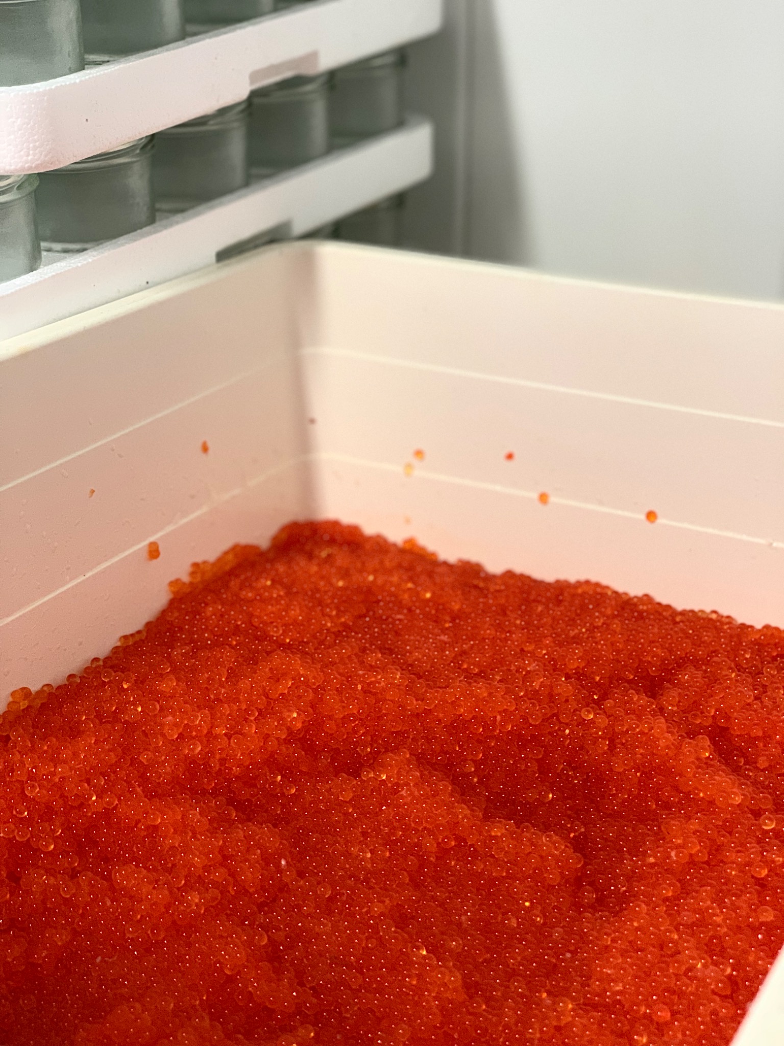 Œufs de truite en atelier