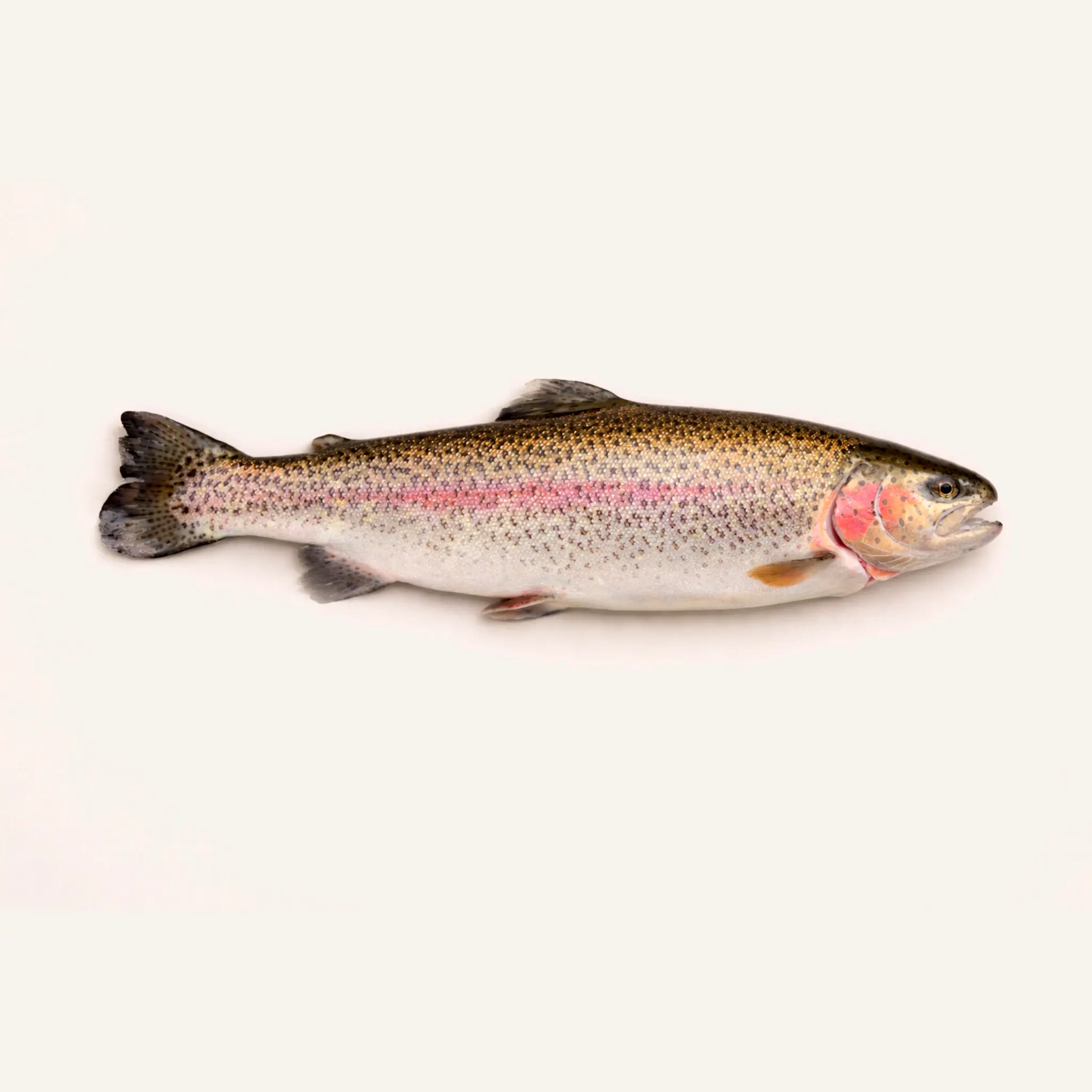 Grosse truite saumonée