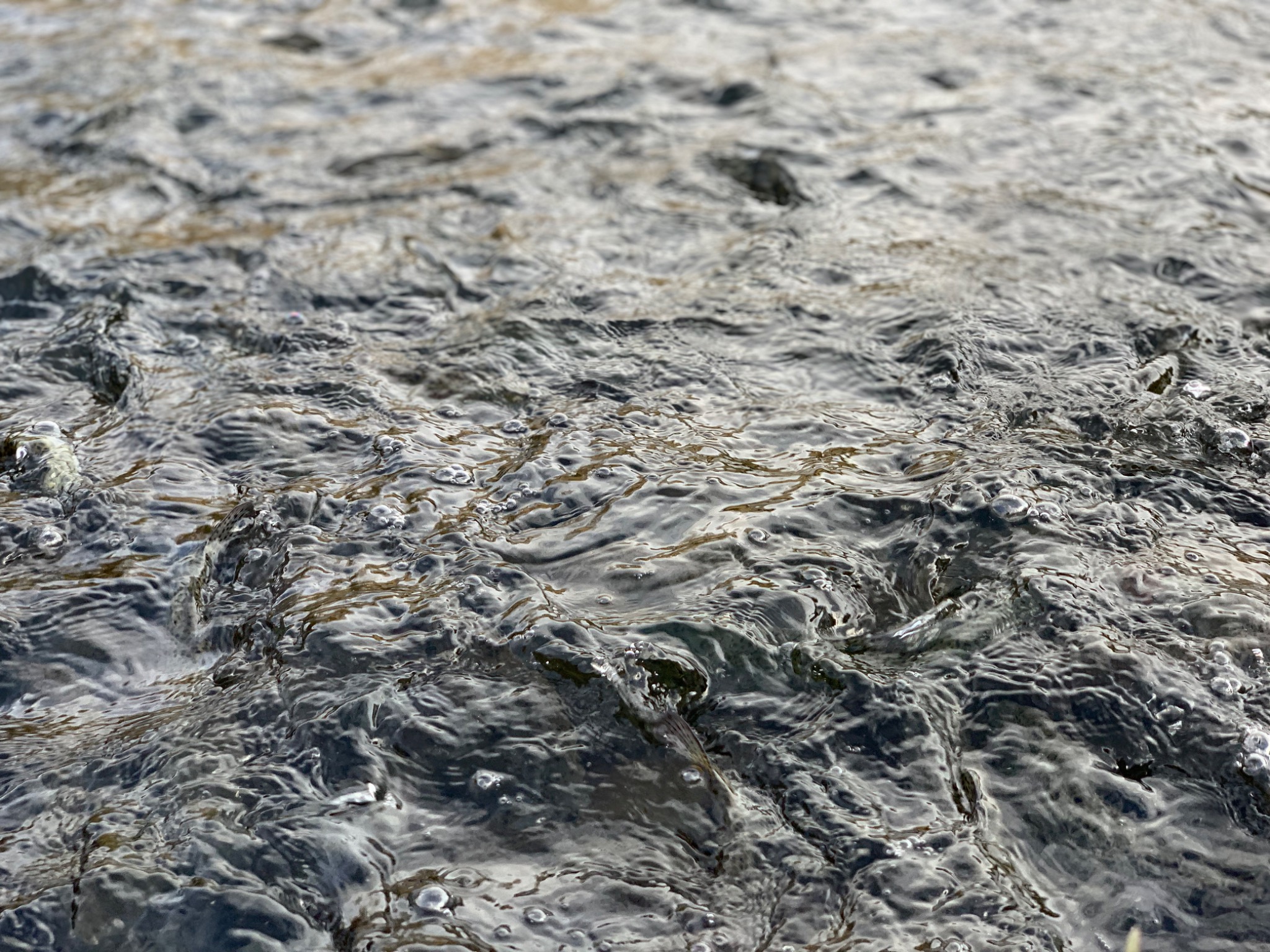Poissons dans l'eau au Vourzac