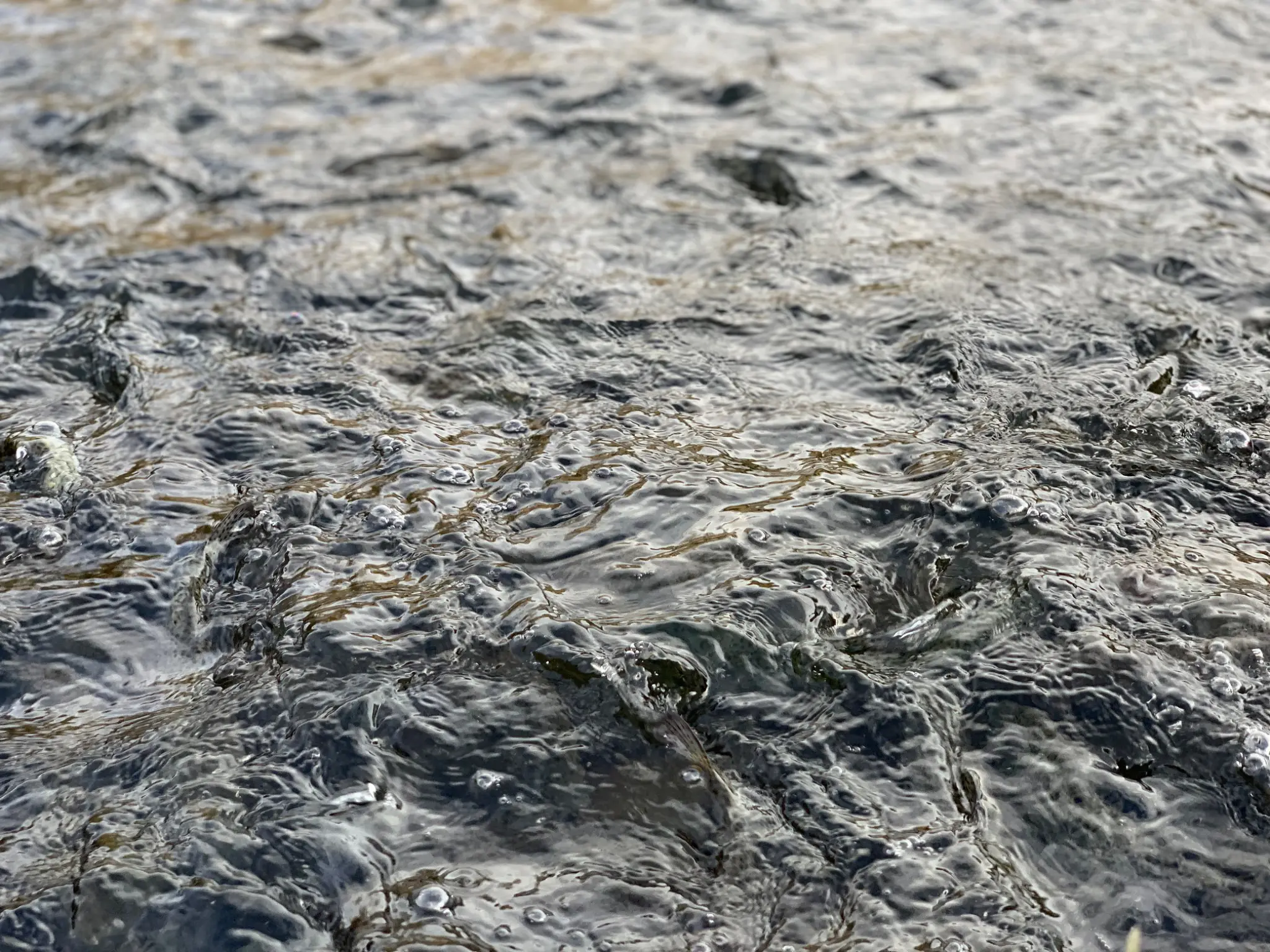 Poissons dans l'eau au Vourzac