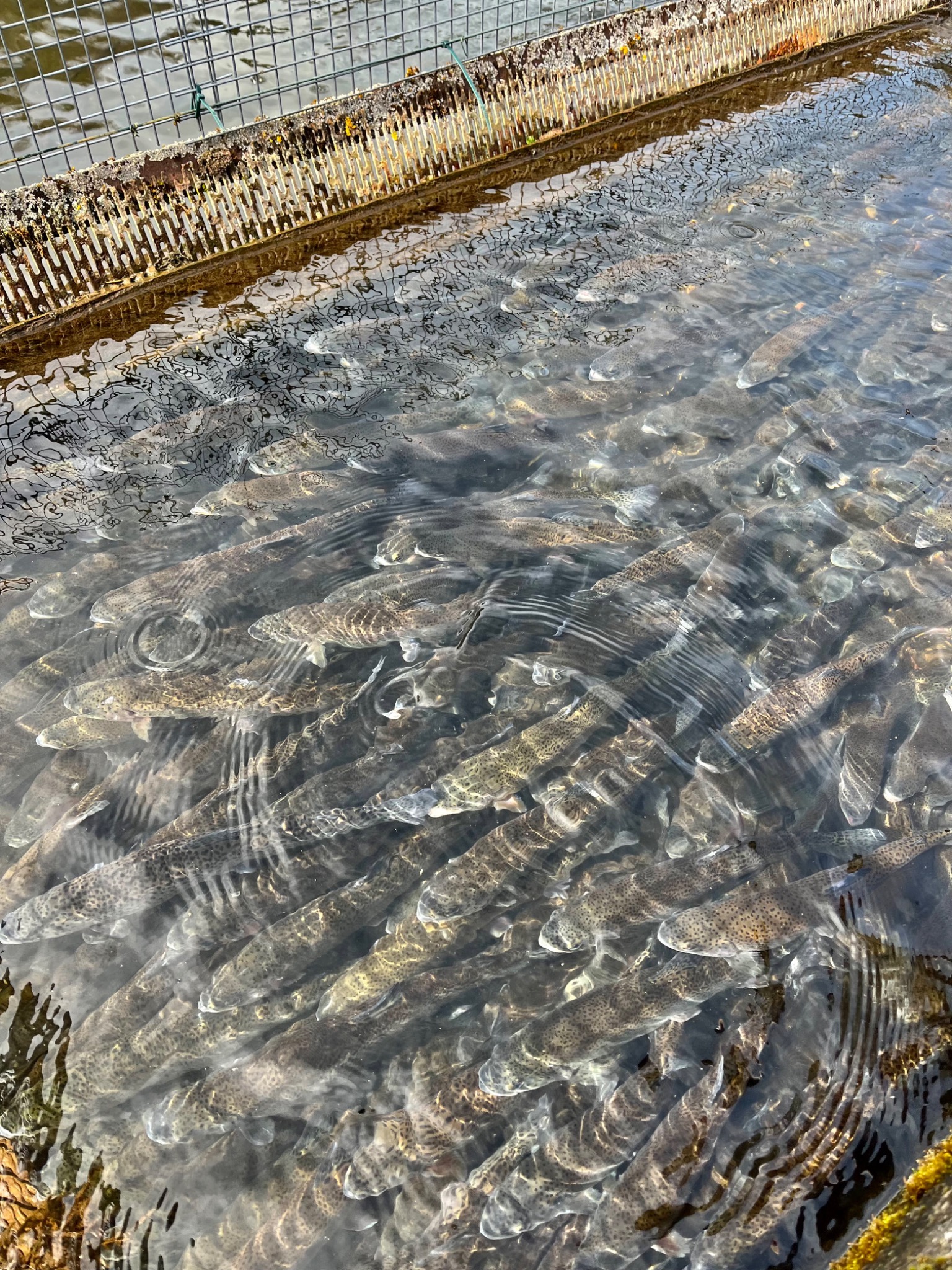 Truites vivantes dans le bassin