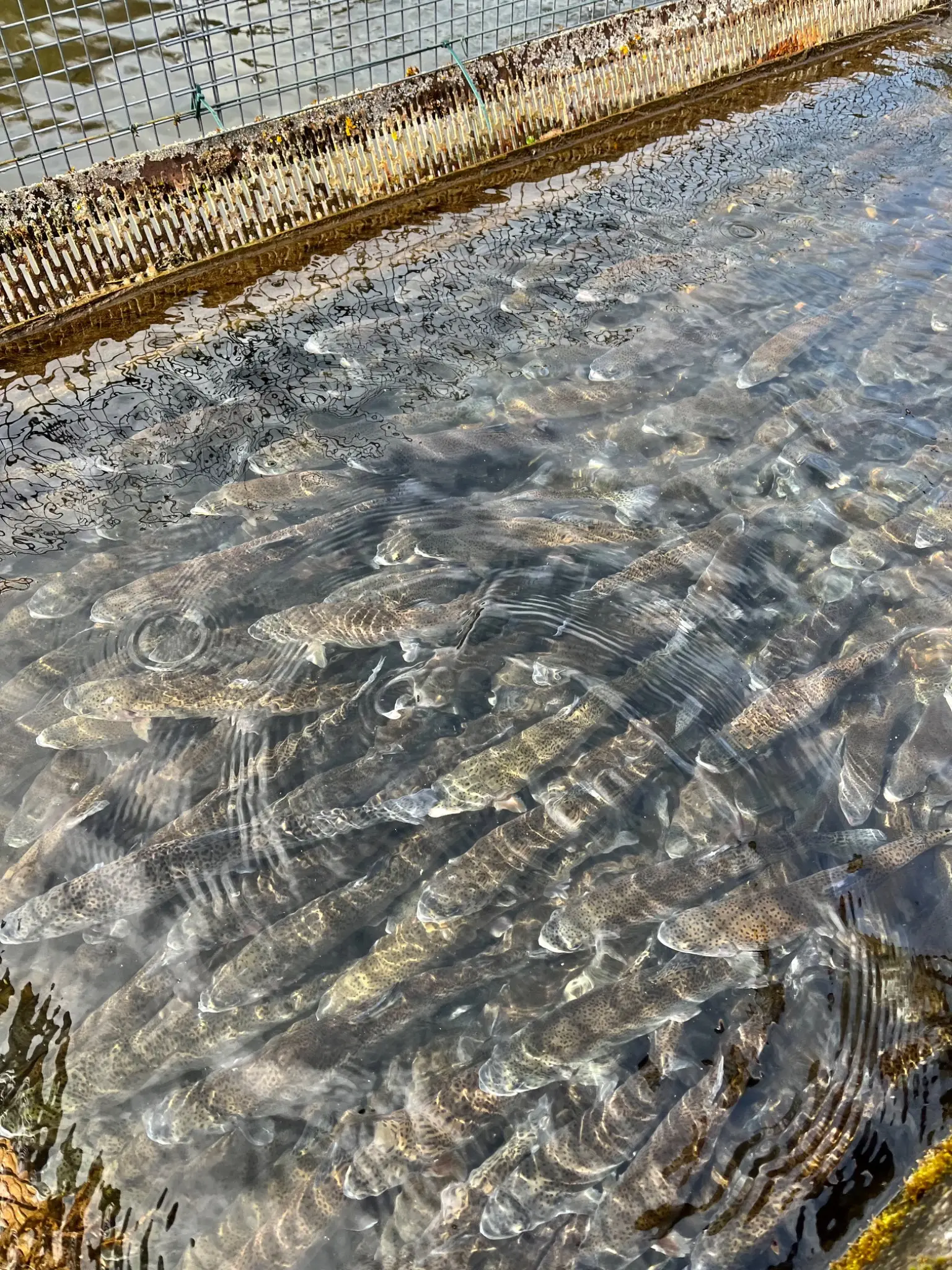 Truites vivantes dans le bassin
