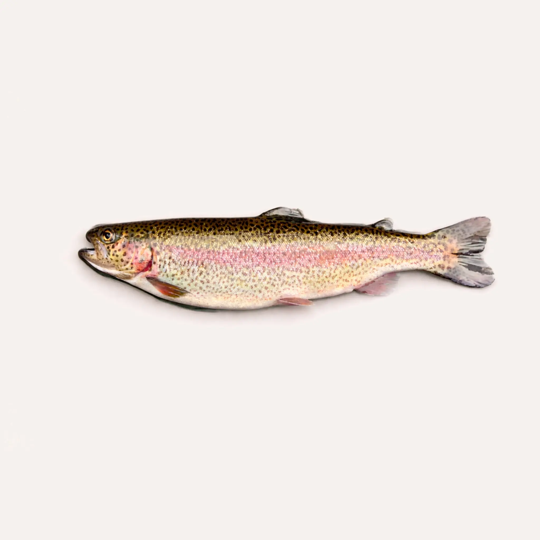 Truite arc-en-ciel
